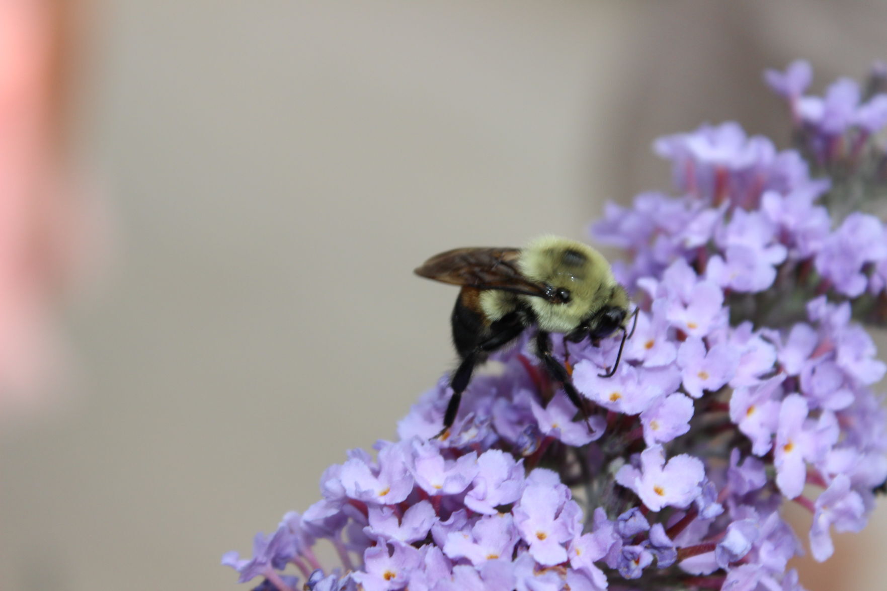 Rusty patched bumble bee